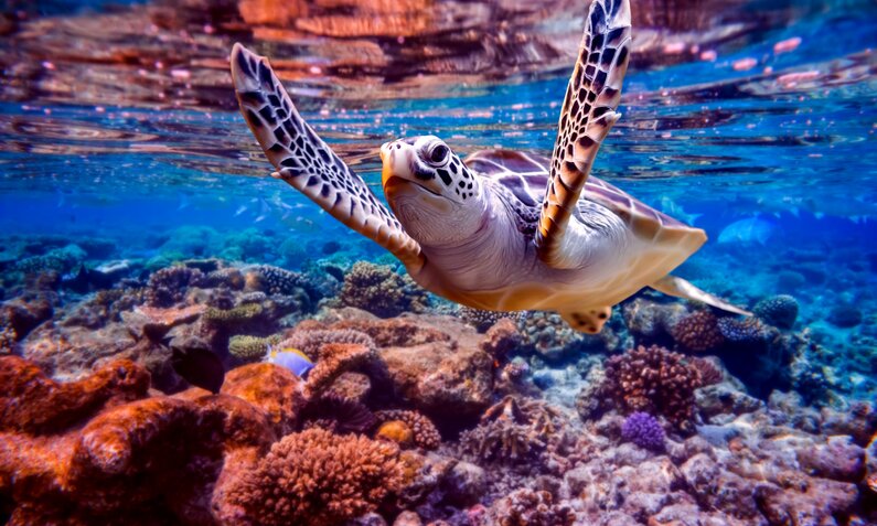 Korallenriffe | © Getty Images/cookelma
