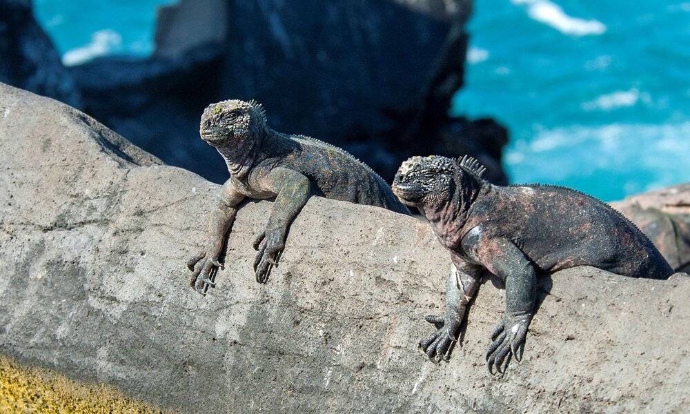 Meeresechse in Sonne | © IMAGO / blickwinkel