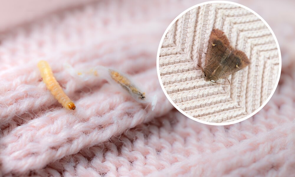 Eine braune Motte und ihre Larve kriechen auf einem rosa Wollgewebe, nahe an sichtbarem Gewebeschaden. | © Adobe Stock/ kittyfly