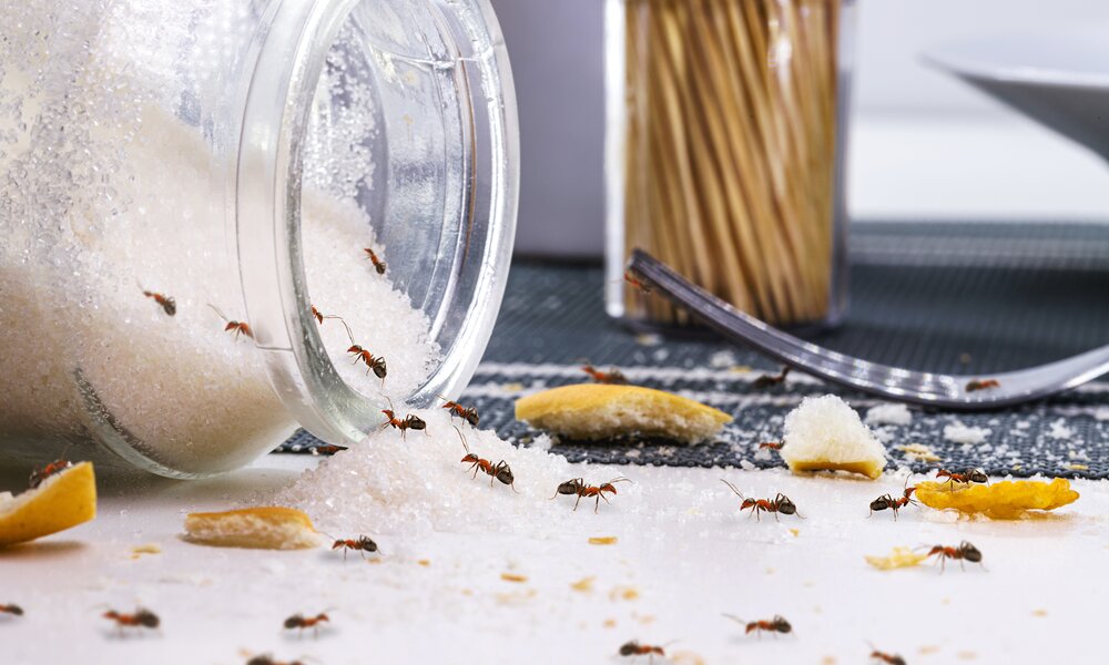 Mehrere Ameisen krabbeln auf verschüttetem Zucker aus einem umgekippten Glasgefäß neben Krümeln und einem Keksstück. | © Adobe Stock/ RHJ