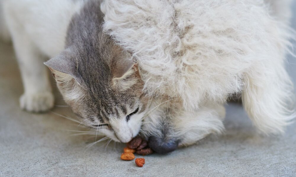 Eine grau-weiße Katze und ein kleiner, lockiger Hund fressen gemeinsam Trockenfutter auf einem Betonboden. | © Adobe Stock / PixieMe