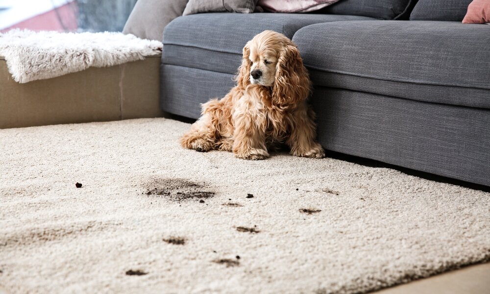 Ein langhaariger Cocker Spaniel sitzt auf einem Teppich vor einem grauen Sofa und blickt auf schmutzige Pfotenabdrücke. | © Adobe Stock/  Pixel-Shot