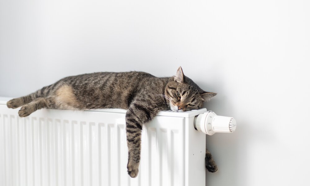Graue getigerte Katze liegt entspannt mit ausgestreckten Pfoten auf einem weißen Heizkörper und wirkt schläfrig. | © Adobe Stock/ Sergei Malkov
