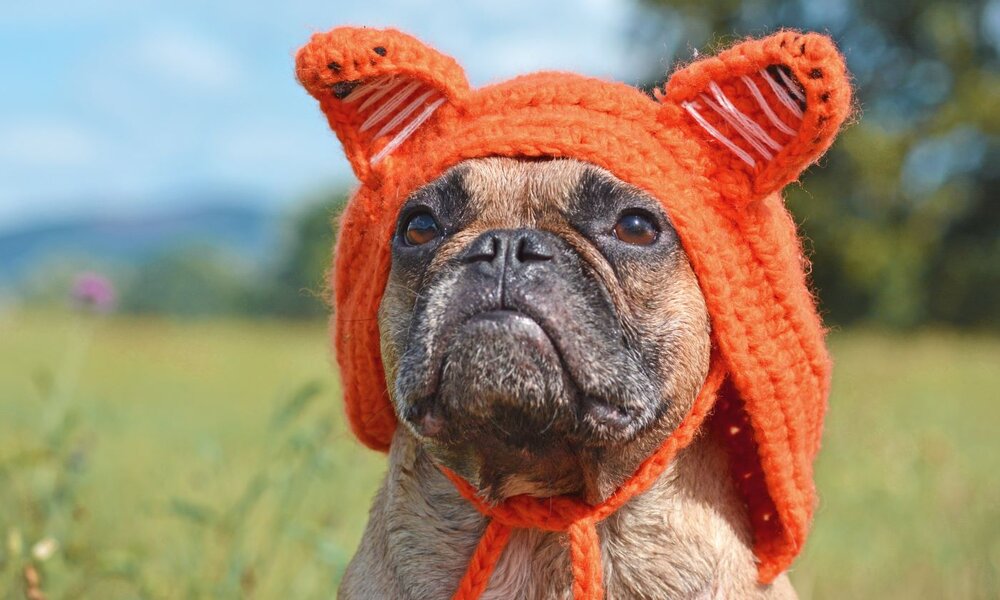 Französische Bulldogge mit ernstem Blick trägt eine orangefarbene, gestrickte Mütze mit Tierohren in einer sonnigen Wiese. | © Firn/stock.adobe.com