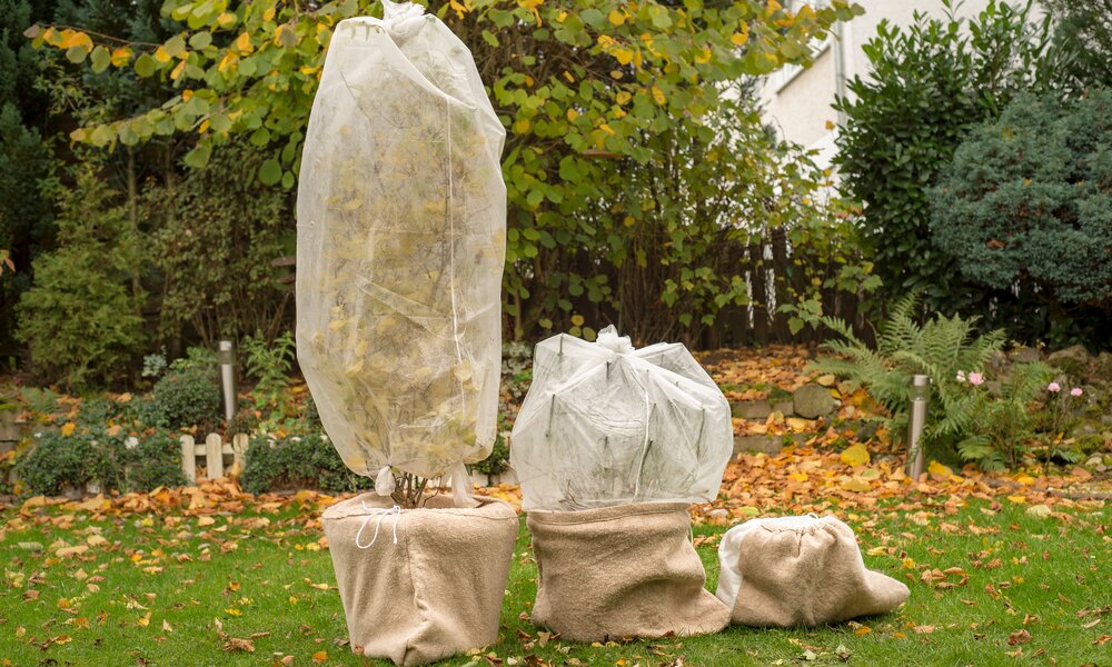 Zwei Pflanzen in einem herbstlichen Garten sind mit Vlies abgedeckt, umgeben von fallendem Laub und Grünpflanzen. | © Adobe Stock/ Tanja Esser