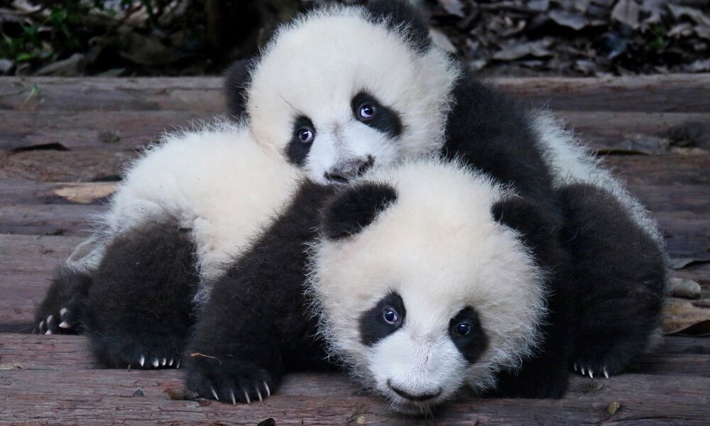 Zwei junge Pandabären mit schwarz-weißem Fell liegen kuschelnd auf einem hölzernen Untergrund und schauen neugierig in die Kamera. | © Gary/stock.adobe.com