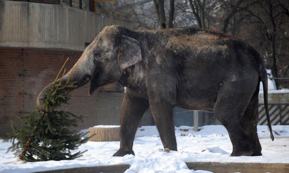 Ein asiatischer Elefant steht auf schneebedecktem Boden und hebt mit seinem Rüssel einen kleinen Nadelbaum hoch. | © Getty Images / AFP / Michal Cizek
