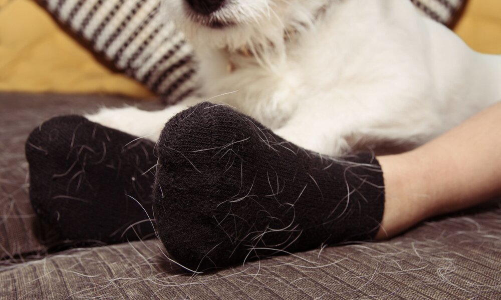 in Kind mit schwarzen Socken voller Hundehaare liegt neben einem weißen Hund auf einem gemusterten Sofa. | © Adobe Stock/ Sandra