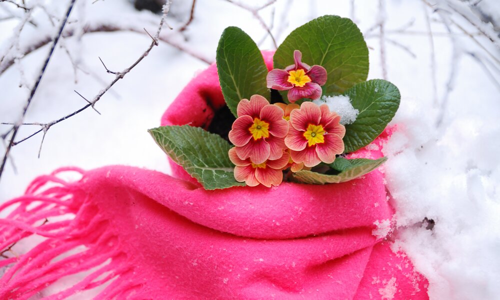 Blume, die mit Schal umwickelt ist | © Adobe Stock/ FotoLyriX