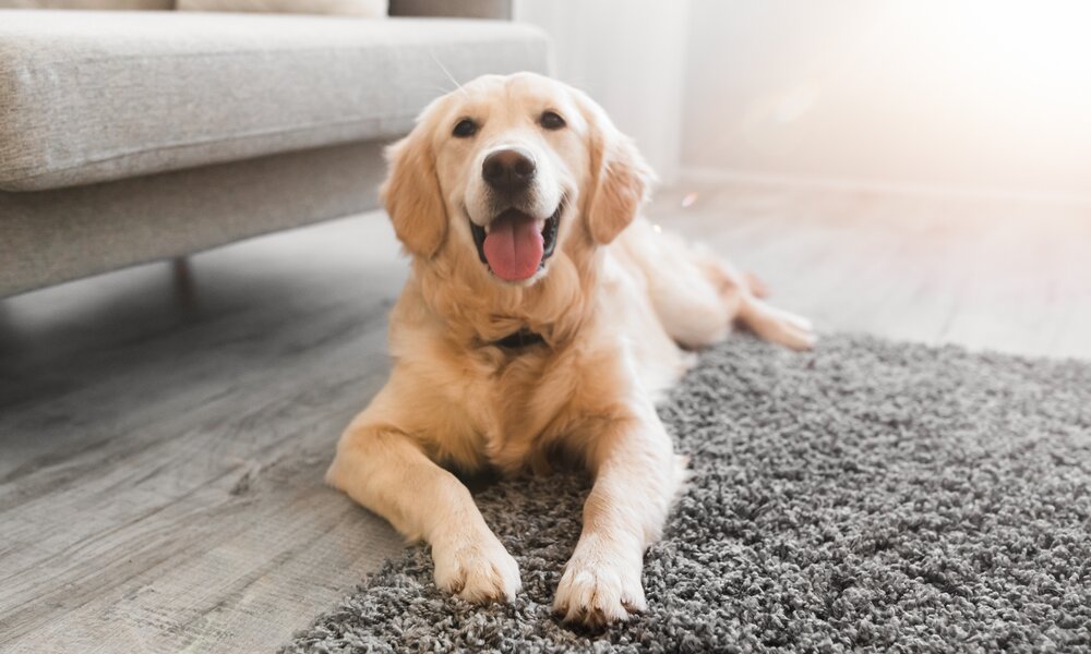 Ein Golden Retriever liegt entspannt auf einem grauen Teppich vor einem Sofa, lächelt und streckt die Zunge heraus. | © Adobe Stock/ Prostock-studio