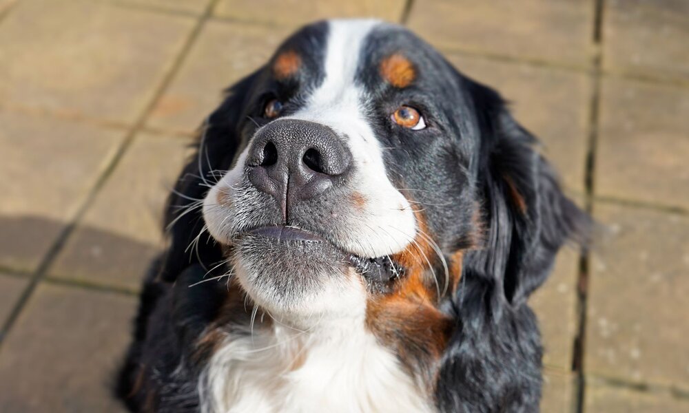 Berner Sennenhund mit schwarzem, braun-weißem Fell schaut aufmerksam nach oben, auf einem gepflasterten Boden sitzend. | © Adobe Stock / Kriste