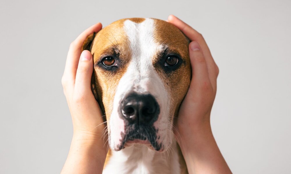 Ein ausdrucksstarker Hundeblick, während eine Person vorsichtig die Ohren des Hundes mit den Händen umfasst. | © Adobe Stock / Photoboyko