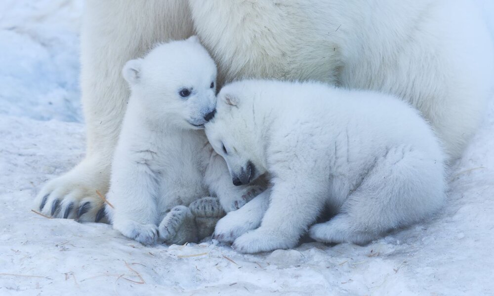 Zwei junge Eisbären kuscheln sich eng aneinander auf schneebedecktem Boden, gestützt von der Vorderpfote ihrer Mutter. | © Anton Belovodchenko/stock.adobe.com