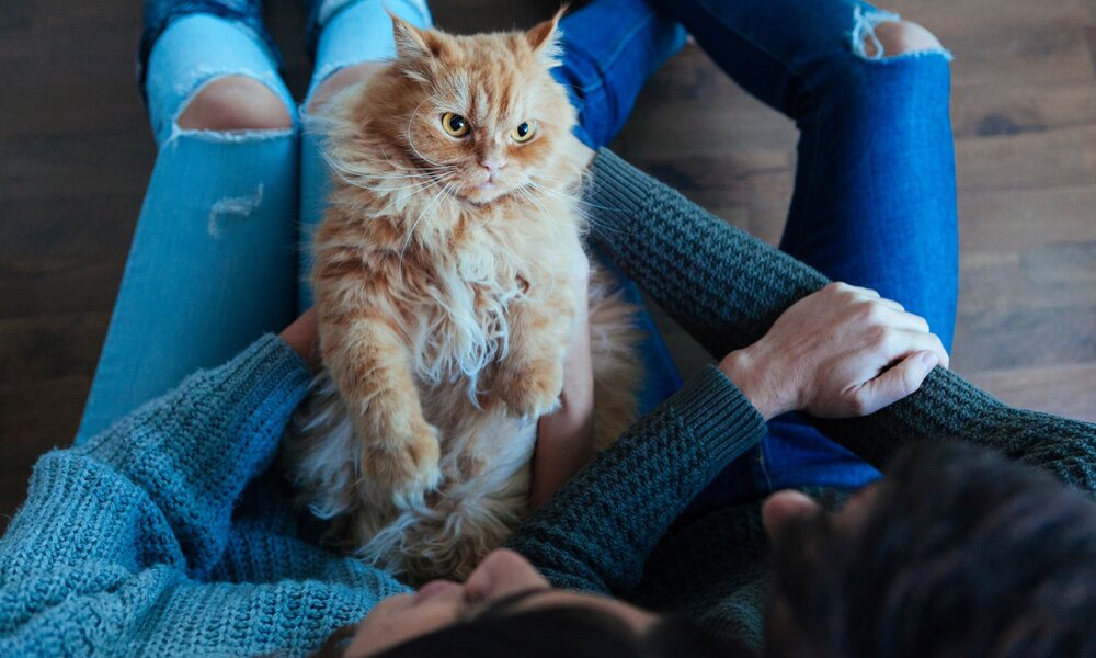 Zwei Menschen in gestrickten Pullovern und Jeans halten eine ernst blickende, orange Katze auf ihrem Schoß. | © Adobe Stock / beavera