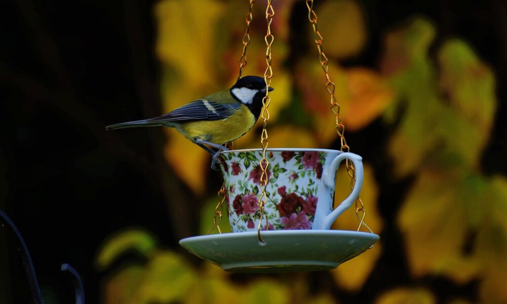 Eine Kohlmeise sitzt auf einer hängenden Teetasse mit Rosenmuster, umgeben von unscharfem gelb-grünen Herbstlaub. | © Kaboodle/stock.adobe.com