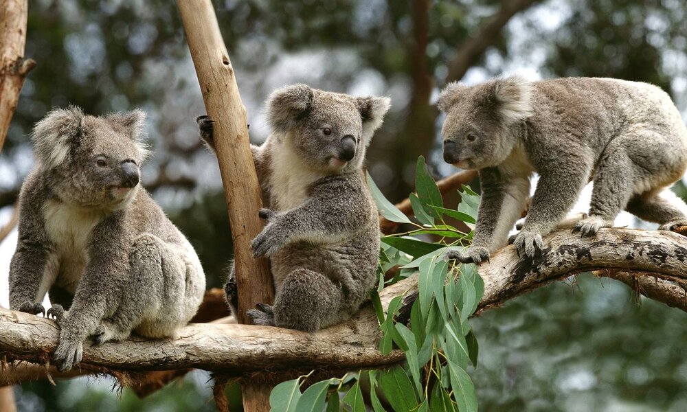 Drei Koalas sitzen aufmerksam auf einem Ast zwischen Eukalyptusblättern und blicken in verschiedene Richtungen. | © slowmotiongli/stock.adobe.com