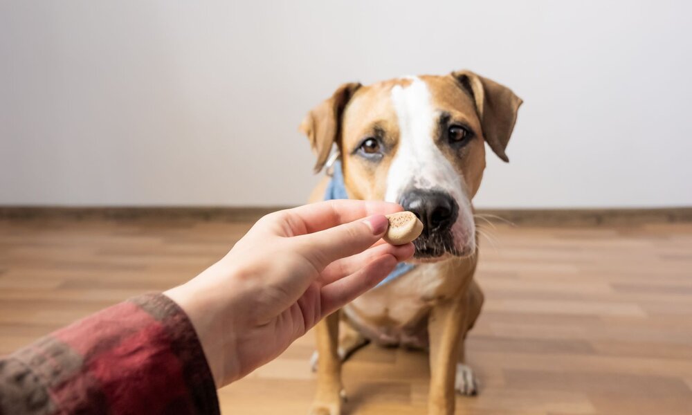 Ein braun-weißer Hund mit aufmerksamem Blick schnuppert an einem Hundekeks, den ihm eine Hand entgegenhält. | © Adobe Stock /