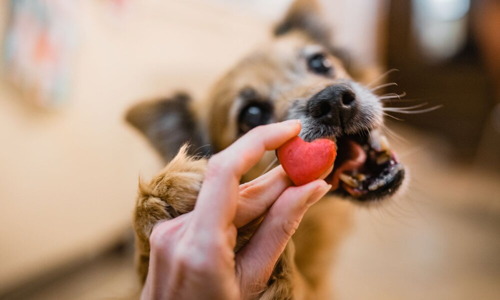 Ein kleiner, braun-schwarzer Hund schnappt nach einem herzförmigen Leckerli, das ihm von einer Hand gereicht wird. | © Getty Images / IzaLysonArts