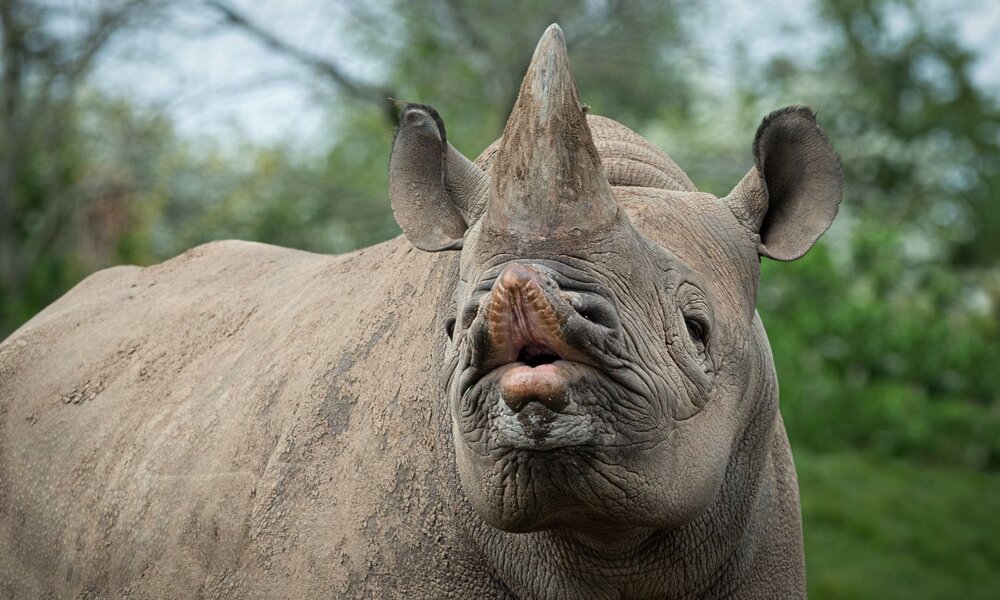 Ein Spitzmaulnashorn schaut mit geöffnetem Maul in die Kamera.  | © alan1951/stock.adobe.com