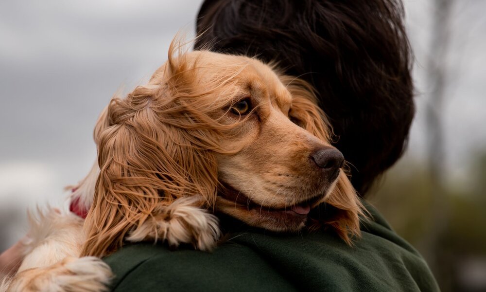 Blonder Cocker Spaniel mit wehenden Ohren wird liebevoll auf dem Arm einer Person im grünen Pullover gehalten. | © Adobe Stock / CinemaF