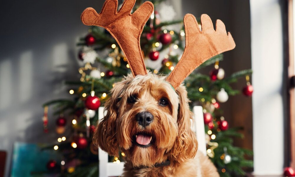 Fröhlicher Hund mit Rentier-Stirnband und heraushängender Zunge vor beleuchtetem Weihnachtsbaum mit roten Kugeln. | © Getty Images / Sally Anscombe