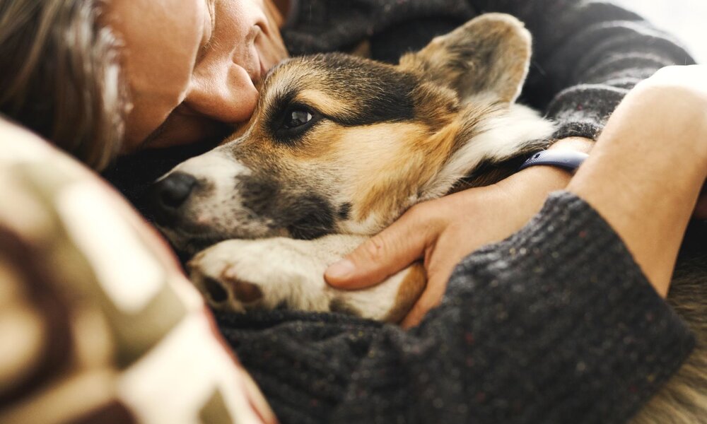 Mann in grauem Pullover kuschelt liebevoll mit einem kleinen Hund und hält ihn sanft in den Armen. | © Adobe Stock / vitaliymateha
