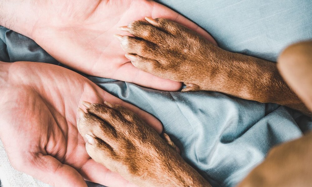Zwei menschliche Hände liegen sanft geöffnet auf blauer Decke, darauf ruhen zwei braune Hundepfoten in liebevoller Geste. | © Adobe Stock / Svetlana