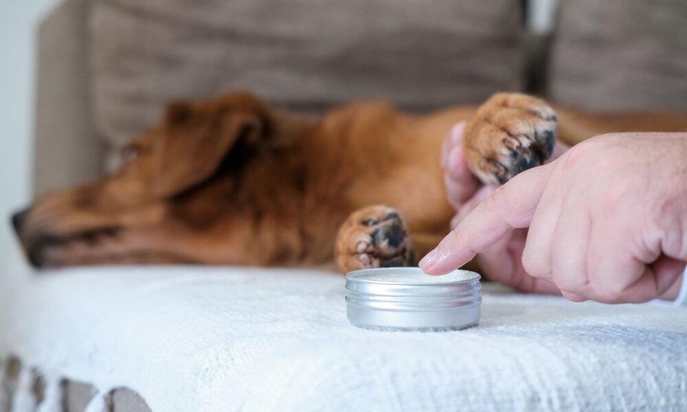 Brauner Hund liegt entspannt auf dem Sofa, während eine Hand Salbe aus einer silbernen Dose auf eine Hundepfote aufträgt. | © Adobe Stock / moonmovie
