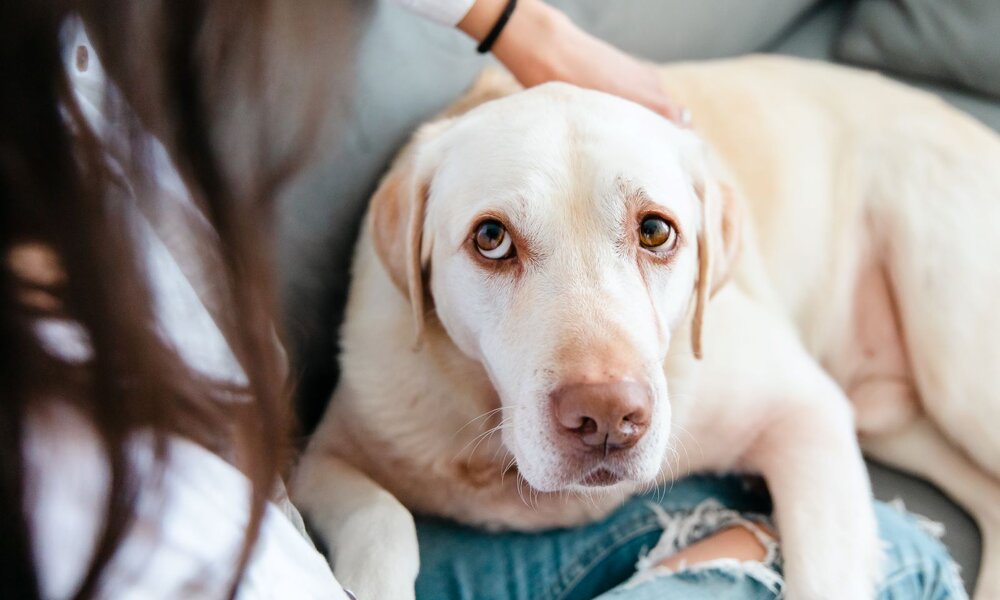 Ein cremefarbener Labrador liegt mit aufmerksamem Blick auf einer Couch, während eine Hand ihn liebevoll am Kopf streichelt. | © Adobe Stock / OlgaOvcharenko