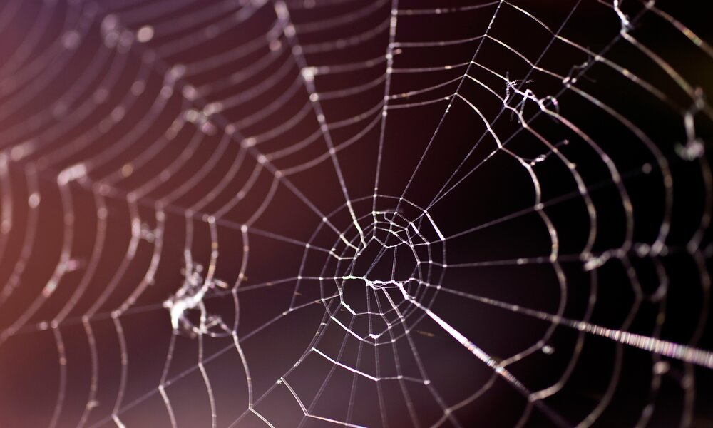 Eine große Spinnenwebe | © Adobe Stock/ Crimson