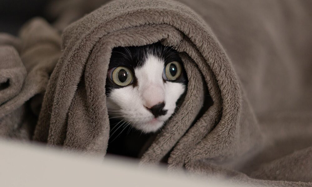 Ängstliche schwarz-weiße Katze blickt mit geweiteten Augen aus einer grauen, eng umwickelten Decke. | © Adobe Stock / pablo