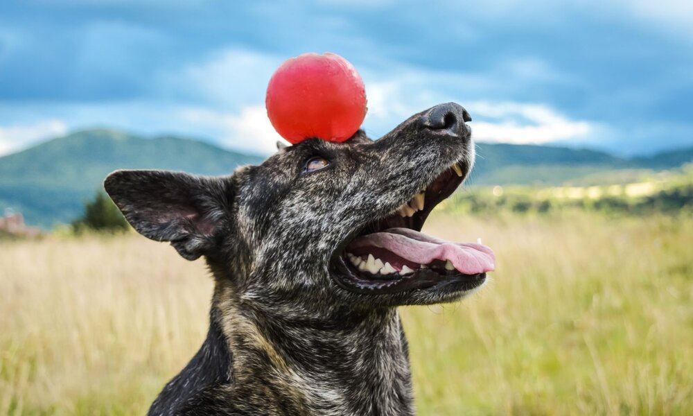 Ein spielender Hund mit geflecktem Fell balanciert einen roten Ball, im Hintergrund Wiese und blauer Himmel. | © Adobe Stock / MayR