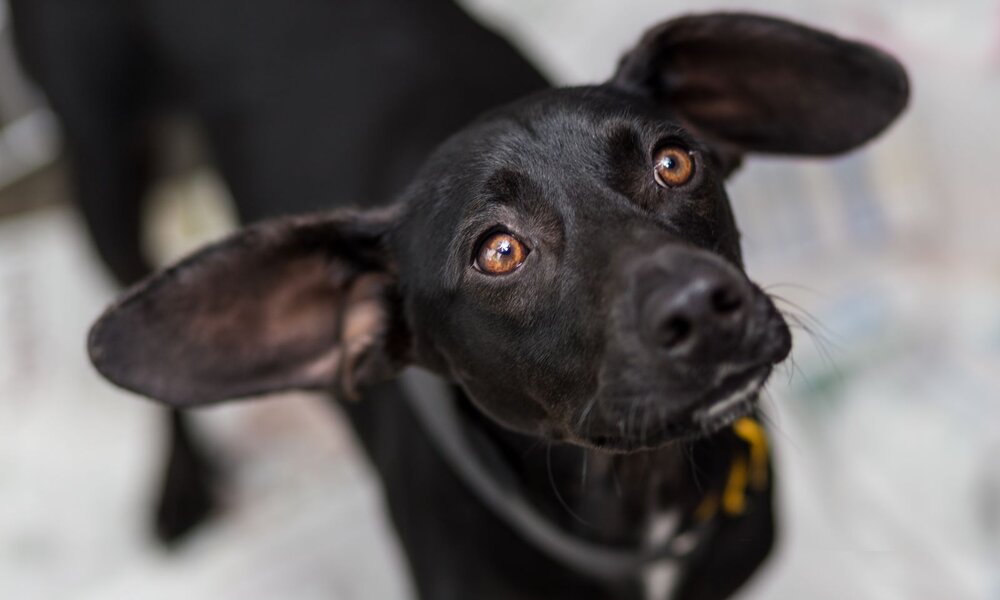 Ein schwarzer Hund mit großen, aufgestellten Ohren und warmem Blick schaut neugierig nach oben, vor einem unscharfen Hintergrund. | © Adobe Stock / Danilonecher