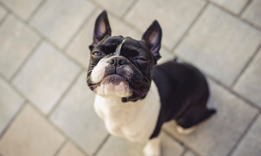 Ein schwarz-weißer Boston Terrier sitzt auf grauen Pflastersteinen und blickt mit leicht schiefem Kopf und verschmitztem Ausdruck nach oben. | © Adobe Stock / Nailia Schwarz
