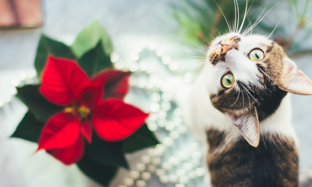 Achtung: Diese 3 Weihnachtspflanzen sind für Kinder und Haustiere giftig! | © Getty Images/Anna_Hirna
