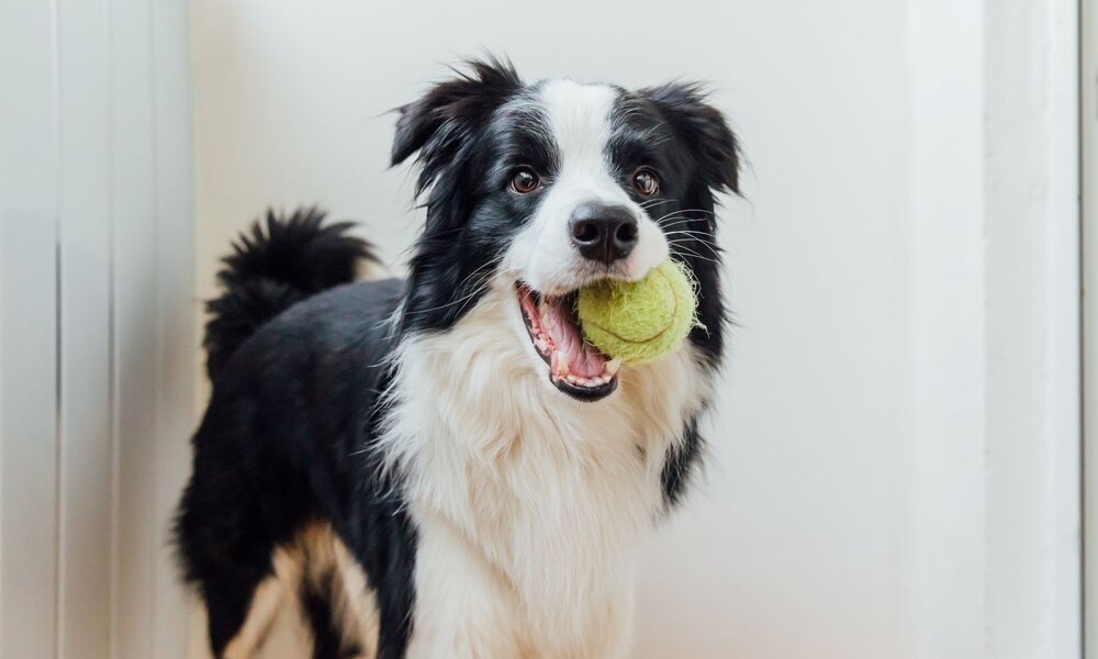 Ein schwarz-weißer Border Collie steht fröhlich mit einem abgenutzten gelben Tennisball im Maul vor einer weißen Wand. | © Adobe Stock / Юлия Завалишина