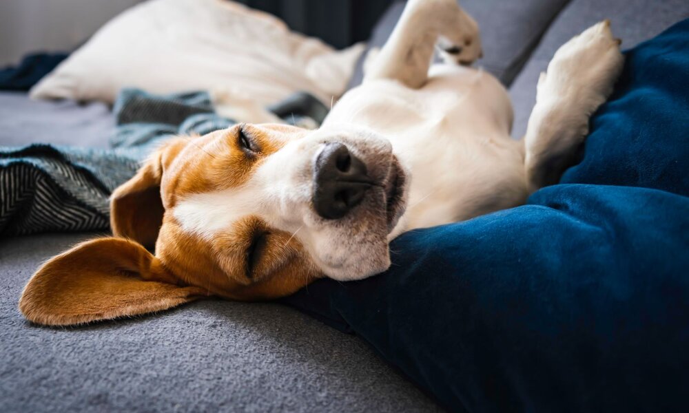 Ein Beagle liegt entspannt auf dem Rücken auf einem grauen Sofa, mit geschlossenen Augen und Kopf auf einem blauen Kissen. | © Adobe Stock / Przemyslaw Iciak