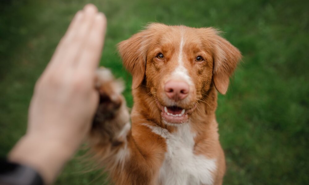 Ein fröhlicher brauner Hund mit weißen Abzeichen gibt einer Hand ein High-Five vor grünem, unscharfem Wiesenhintergrund. | © Adobe Stock / Anna Averianova
