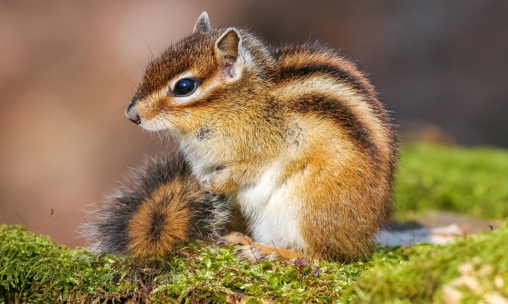 Streifenhörnchen Titel | © IMAGO / blickwinkel