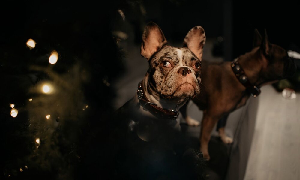 Ein Hund mit gesprenkeltem Fell und gespitzten Ohren blickt wachsam nach oben, im Hintergrund ein zweiter Hund und Lichtblitze. | © Adobe Stock / ksuksa