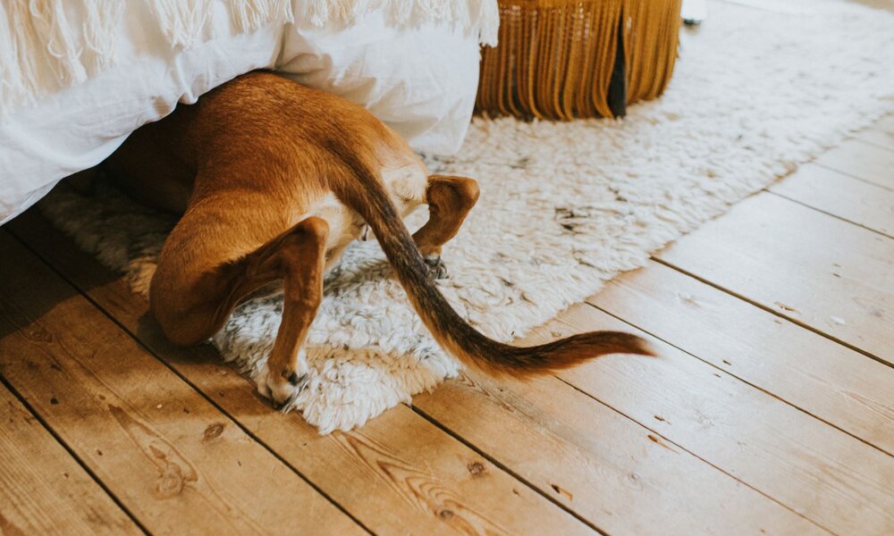 Ein mittelgroßer Hund schiebt sich mit gesenktem Kopf unter ein Bett, auf einem weichen Teppich und Holzfußboden. | © Getty Images / Catherine Falls Commercial