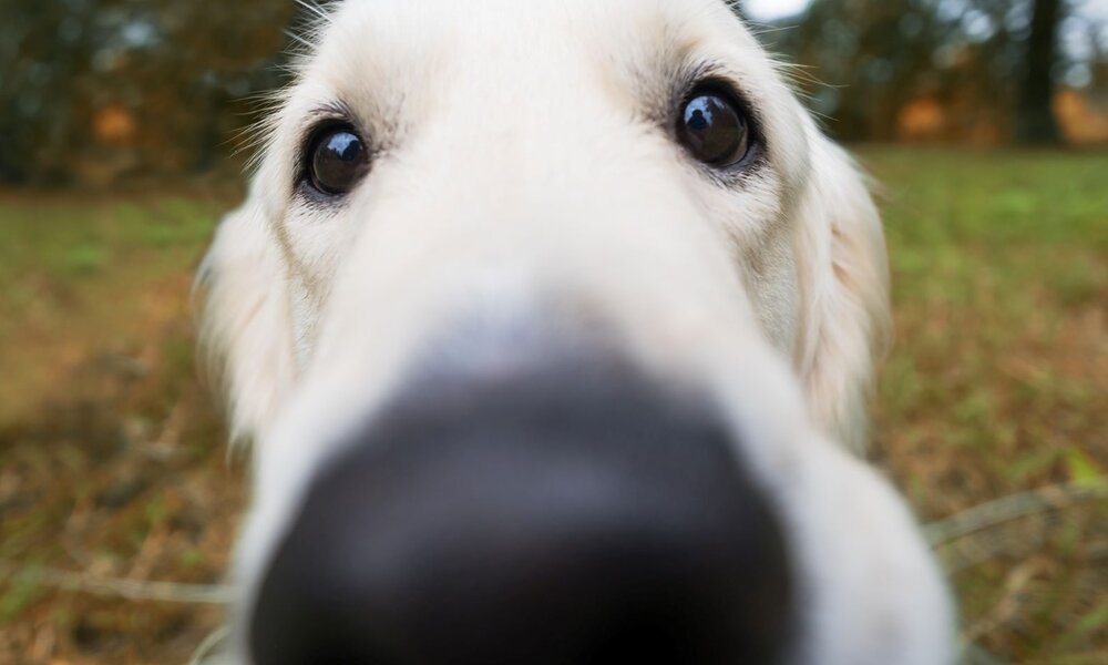 Ein hellbeiger Hund schnuppert mit seiner schwarzen Nase dicht an der Kamera, umgeben von verschwommenem grünen und braunen Hintergrund. | © Getty Images / Koldunova_Anna