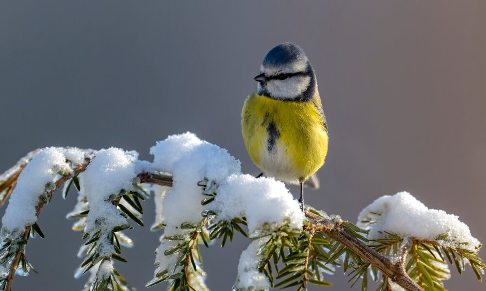 Unterer Teil des Bilds ein Ast vom Baum bedeckt vom weißen Schnee, auf ihn sitzt ein Vogel der ist gelb und blau | © Adobe Stock/Bernd