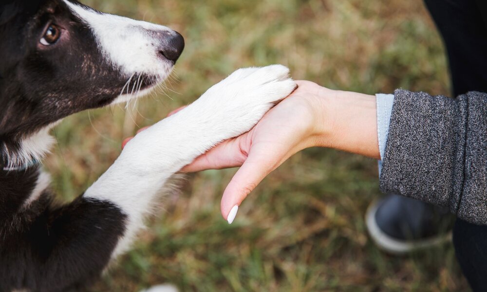 Ein schwarz-weißer Hund legt sanft seine Pfote in die Hand einer Person mit heller Haut und lackierten Nägeln auf einer Wiese. | © Adobe Stock / OlgaOvcharenko