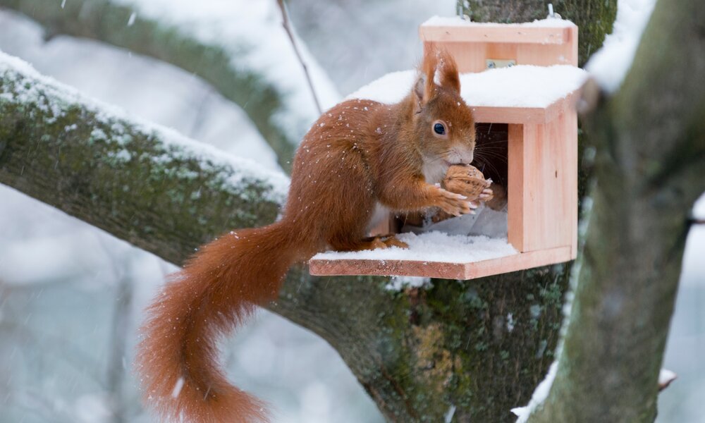 Ein Eichhörnchenkobel in braun im verschneiten Baumstamm. Darauf sitzt ein Eichhörnchen mit einer Nuss in den Pfoten am Essen | © Adobe Stock/Oskar
