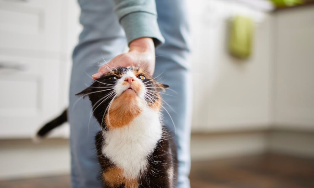 Eine schwarz-weiß-rote Katze reibt sich schnurrend an einem Bein, während eine Hand ihren Kopf liebevoll streichelt. | © Adobe Stock / Chalabala