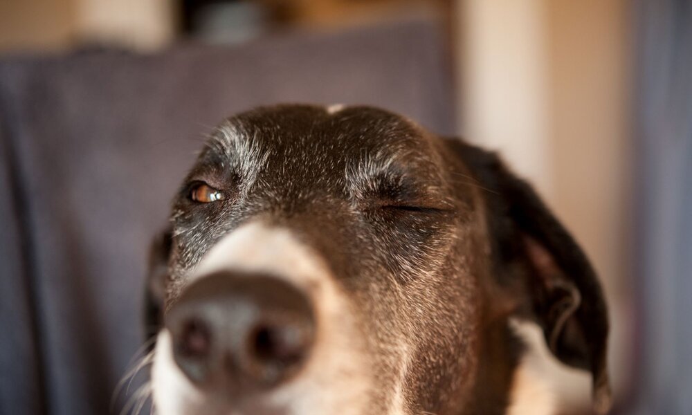 Ein schwarz-weißer Hund mit leicht ergrautem Fell zwinkert entspannt, während er in einem Innenraum vor unscharfem Hintergrund sitzt. | © Adobe Stcok / PNPImages