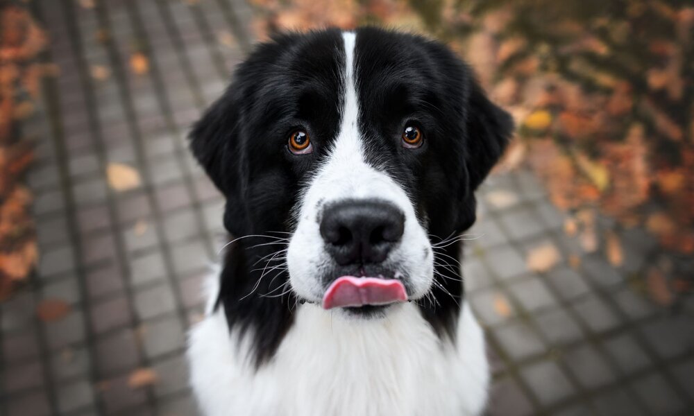 Schwarz-weißer Hund mit großen braunen Augen leckt sich die Nase, steht auf herbstlichem Pflaster mit bunten Blättern. | © Adobe Stock / otsphoto