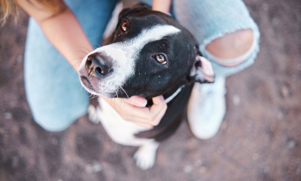 Schwarz-weißer Hund mit aufmerksamem Blick wird von einer Person mit zerrissenen Jeans liebevoll am Kopf gestreichelt. | © Adobe Stock / Angel Santana