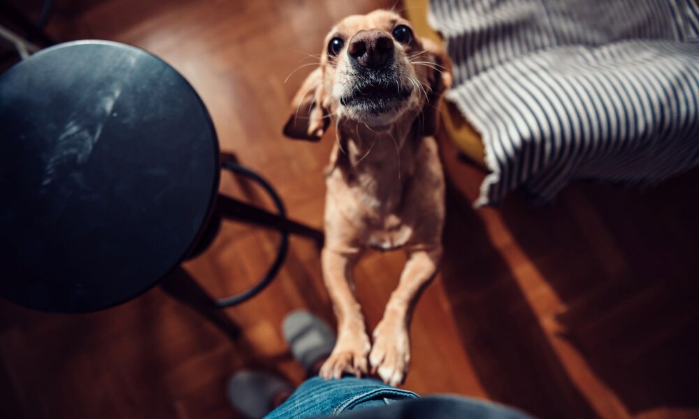 Hund mit großen Ohren und braunem Fell steht aufrecht vor einer Person, umgeben von Holzboden und einem schwarzen Hocker. | © Getty Images / Kerkez